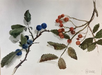 Терн и рябина (2022, б.акв., 22x30, арт. 42К.62) - 5 100 ₽