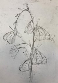 Мотыльки (год не указан, бум.кар., 29.5x21, арт. 12К.04) - 850 ₽