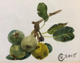 Груши (2015, б.акв., 11x14, арт. 42К.006) - 5 100 ₽