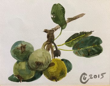 Груши (2015, б.акв., 11x14, арт. 42К.006) - 5 100 ₽