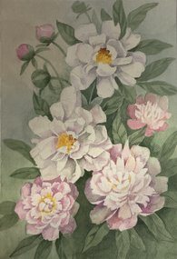 Пионы 2 (2024, б.акв., 40x30, арт. 94к022) - 2 000 ₽