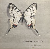 Бабочка (год не указан, б.акв., 11x11, арт. 43к3) - 6 000 ₽