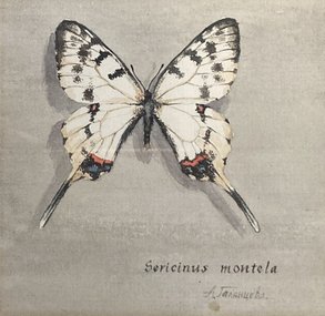 Бабочка (год не указан, б.акв., 11x11, арт. 43к3) - 6 000 ₽